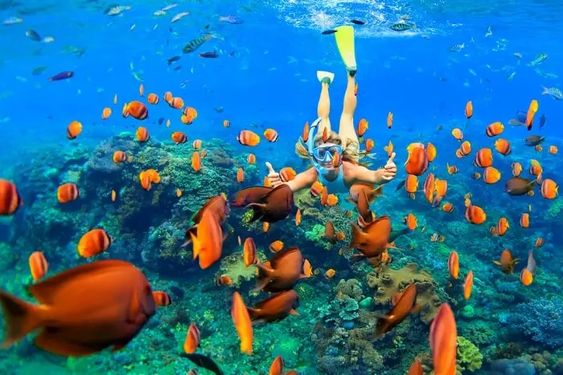 From Coral Reefs to Crystal Waters: A Journey through the Red Sea