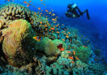 Top Spots for Scuba Diving Holidays in Egypt