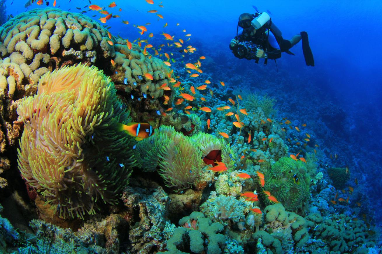 Top Spots for Scuba Diving Holidays in Egypt